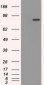 CYPOR / POR Antibody (clone 6C4)